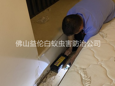 高明家居白蚁灭治工程