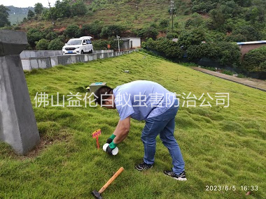 明城水利工程红火蚁防治