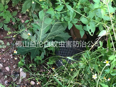 明城住宅区处理蛇患工程