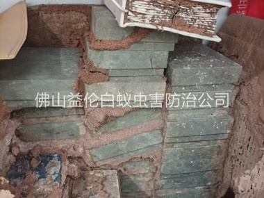 富湾防治白蚁危害工程
