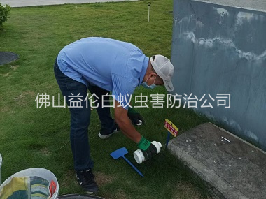 杨和灭除红火蚁工程